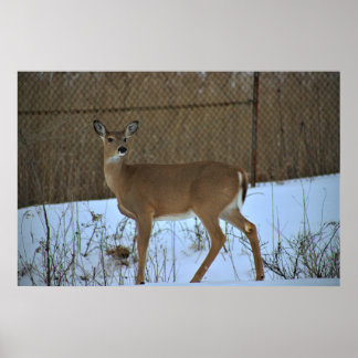 Deer in Snow Poster