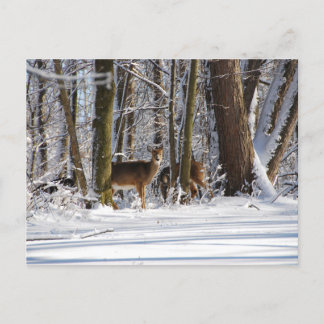 Deer in Snowy Eagle Creek City Park Holiday Postcard