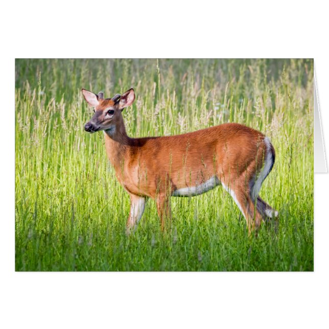 Deer In Tall Grass Cards (Front Horizontal)