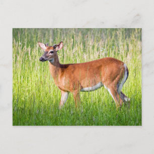 Deer In Tall Grass Postcard