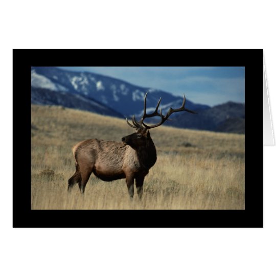 Deer in the Country Card