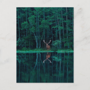 Deer in the Forest Postcard