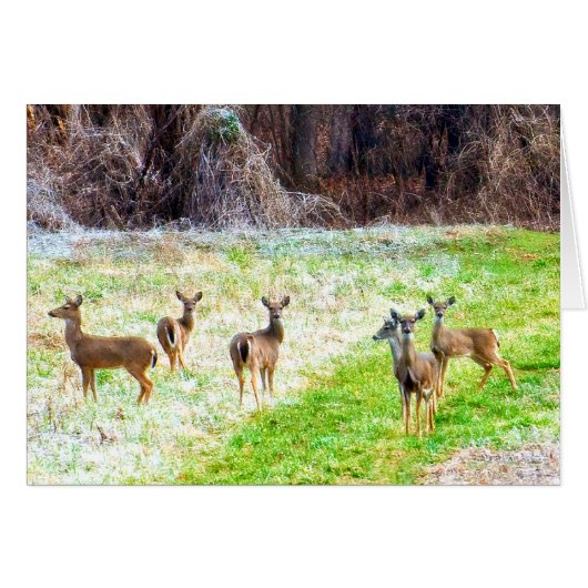 Deer in the Frost Cards (Front Horizontal)