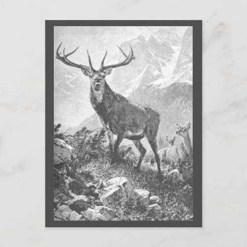 Deer in the High Mountains Postcard