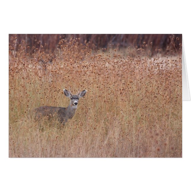 Deer in the Meadow Cards (Front Horizontal)