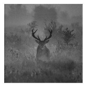 Deer In The Mist Acrylic Print