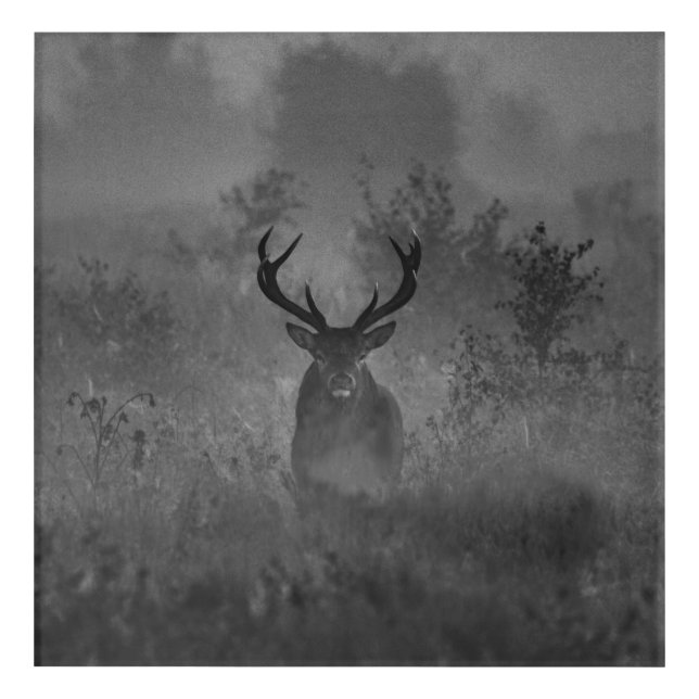Deer In The Mist Acrylic Print (Front)