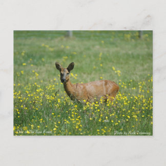 Deer in The New Forest Postcard