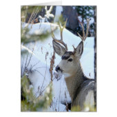 Deer In The Snow (Front)