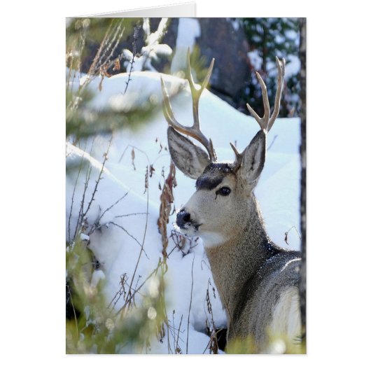Deer In The Snow (Front)