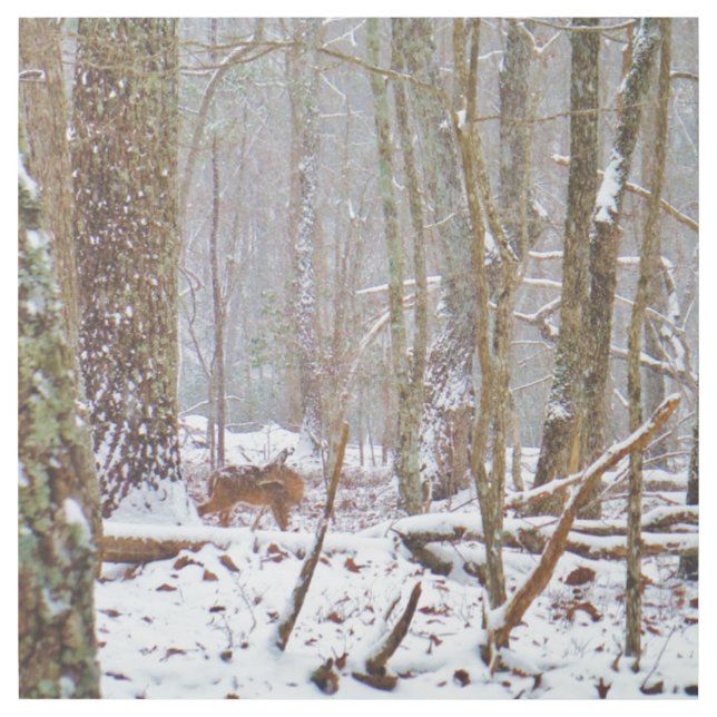 Deer in the snow Lake Arrowhead Ga Metal Print (Front)