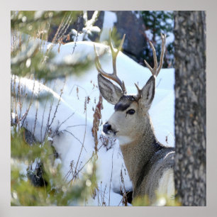 Deer In The Snow Poster