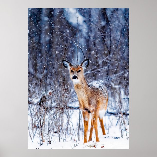 Deer in the Snow, winter landscape Poster (Front)