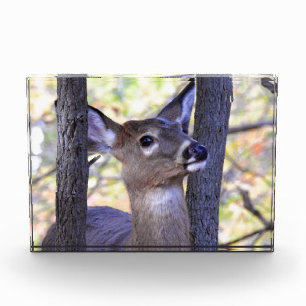 Deer in The Woods Award