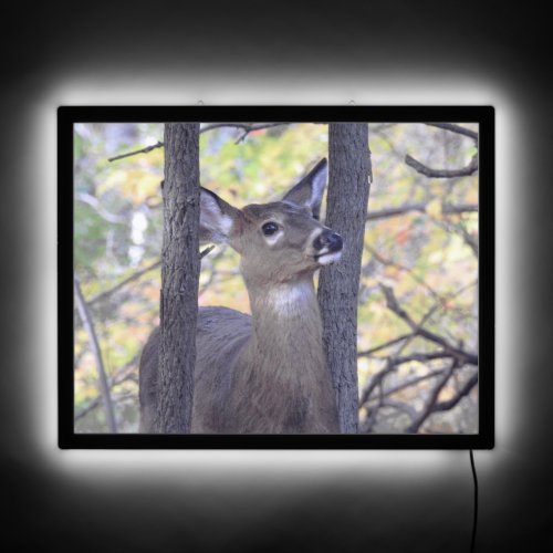 Deer In the Woods  LED Sign