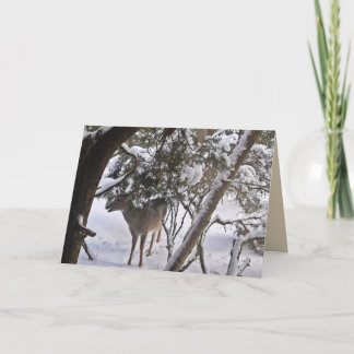 Deer in the Woods Photograph Greeting or Note Holiday Card