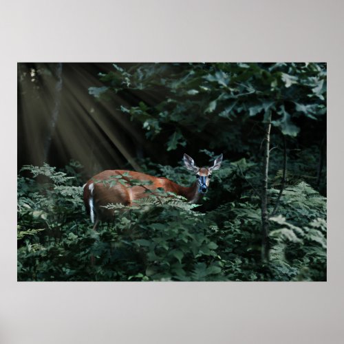 Deer in the Woods with Sunlight Streaming Poster