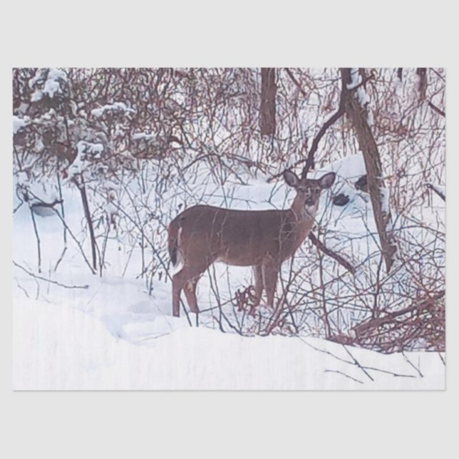 Deer in Winter Snow Photo Tissue Paper (Front)