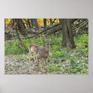 Deer in Woods Poster