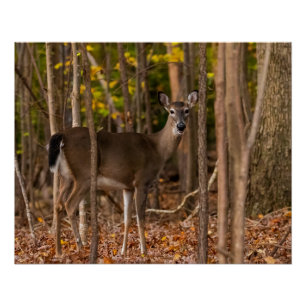 Deer in Woods Poster