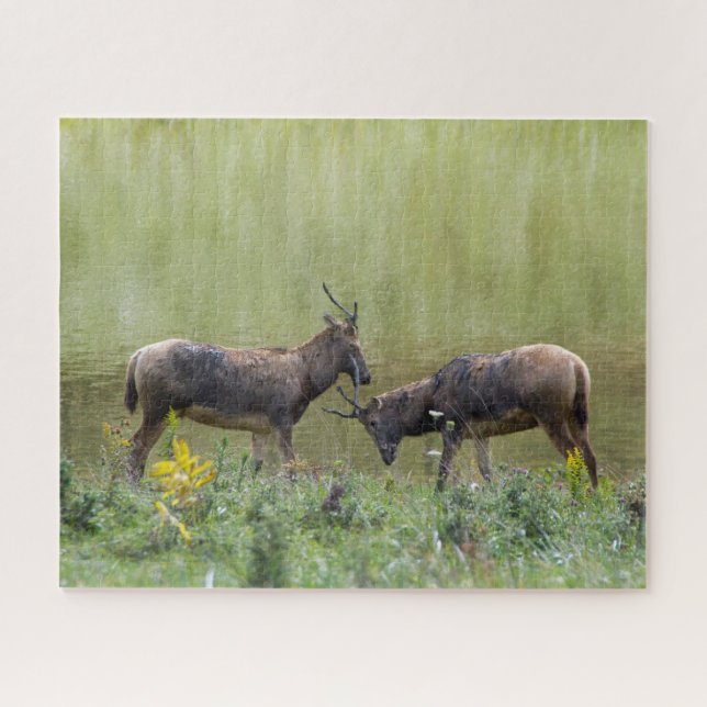 Deer Jigsaw Puzzle (Horizontal)
