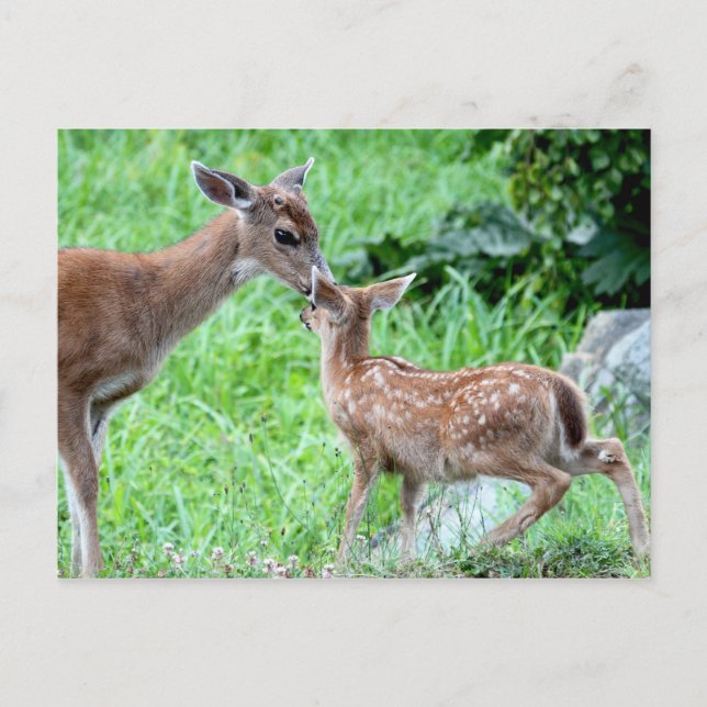 Deer Kissing Fawn Postcard (Front)