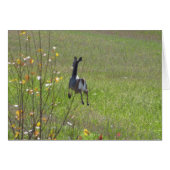 Deer leaping cards (Front Horizontal)