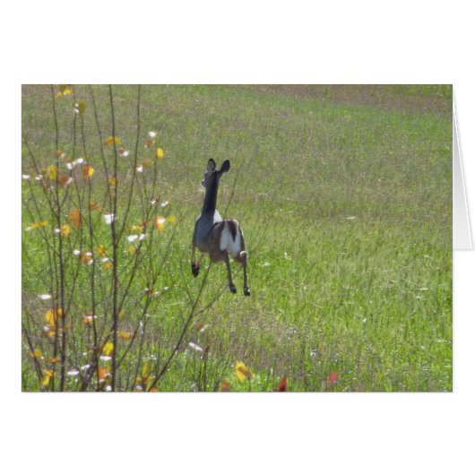 Deer leaping cards (Front Horizontal)