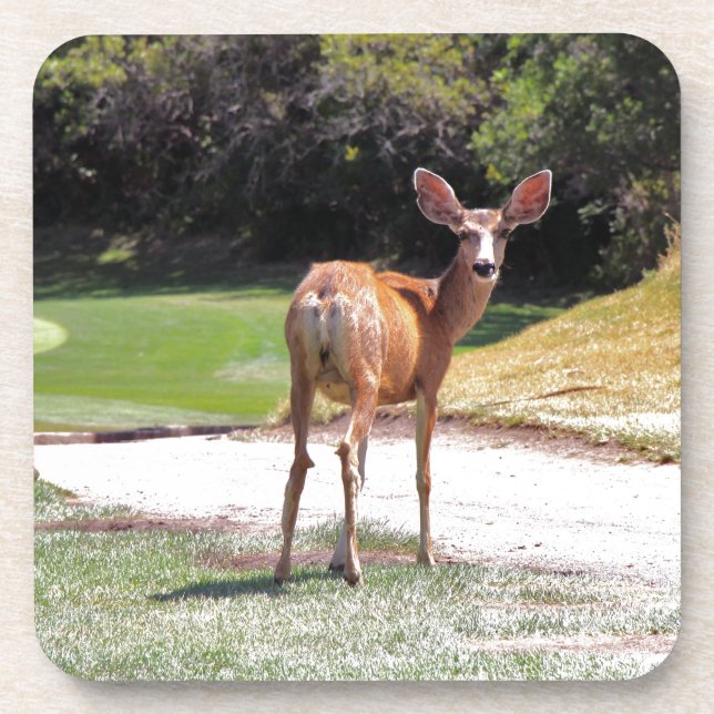 deer looking at the camera nature drink coaster (Front)