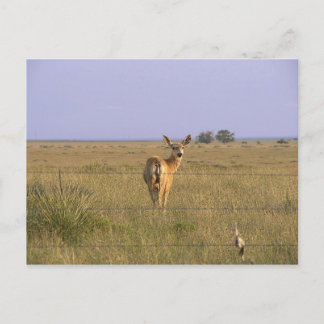 Deer Looking Back Postcard