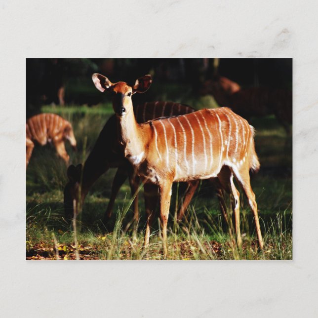 Deer Me Nyala Postcard (Front)