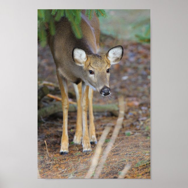 Deer, Ohio Poster (Front)