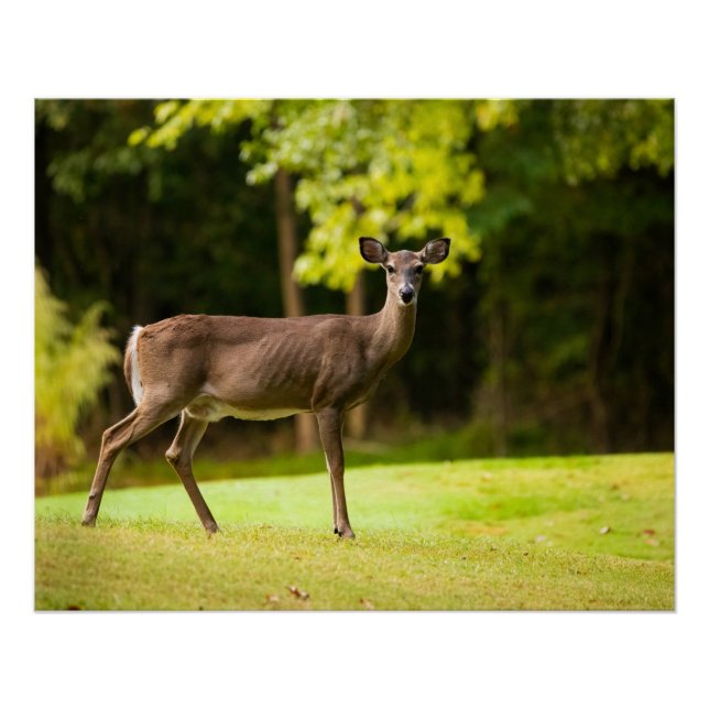 Deer on Golf Course Poster (Front)