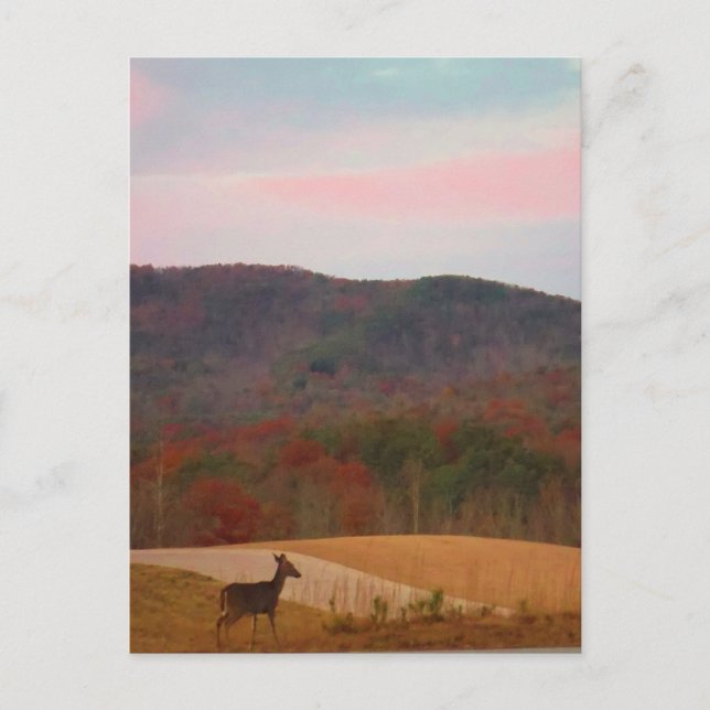Deer on sunset golf course postcard (Front)