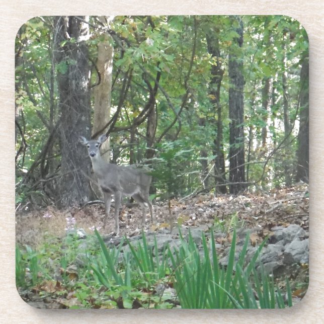 Deer on the Edge of the Woods Drink Coaster (Front)