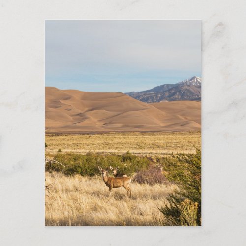 Deer on the Plains Great Colorado Sand Dunes Postcard