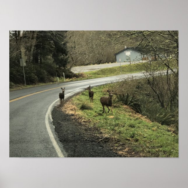 Deer on the Road, Cape Disappointment, WA Poster (Front)