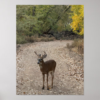Deer on Trail Poster