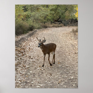 Deer on Trail Poster