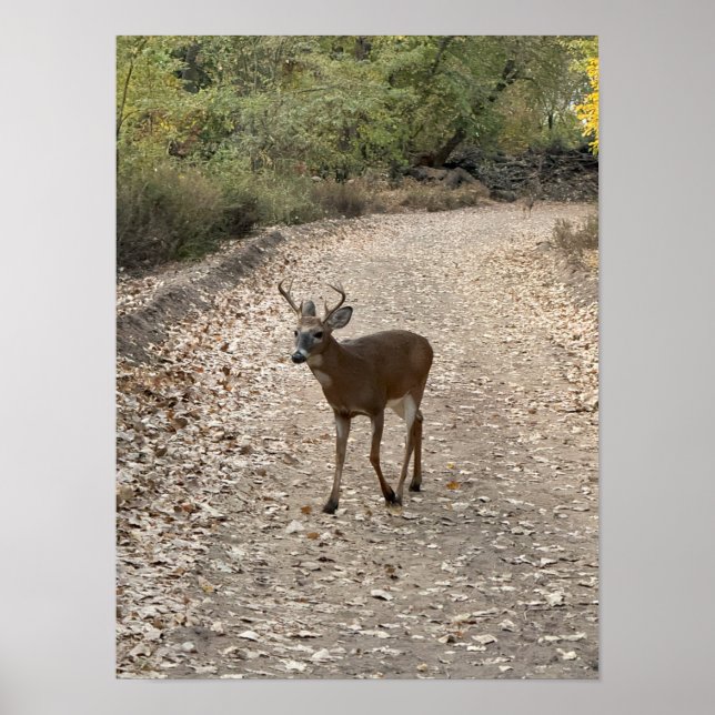Deer on Trail Poster (Front)
