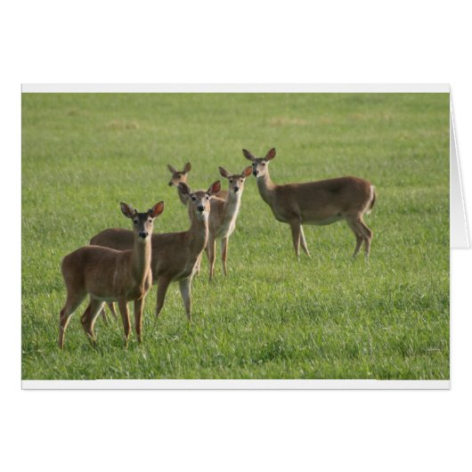 Deer Paradise Cards (Front Horizontal)