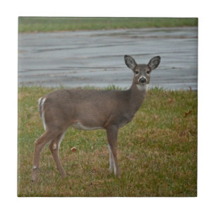 Deer Photo Ceramic Tile