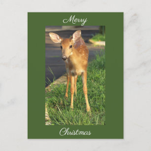 Deer Photo Christmas Postcard