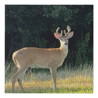 Deer Photo  Faux Canvas Print