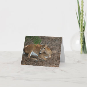 Deer Photo Folded Note Card