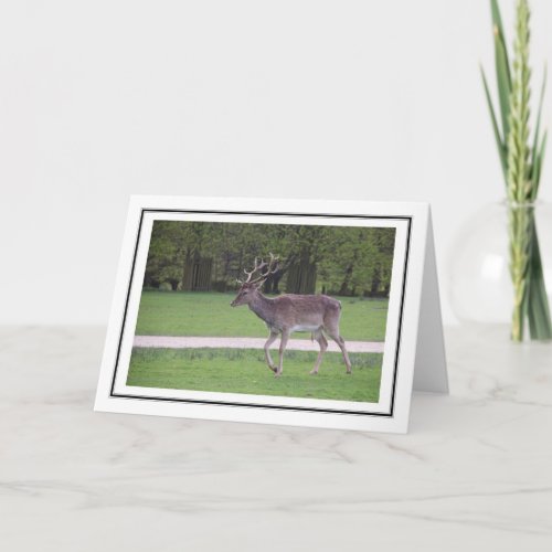 Deer Photo Greetings Card