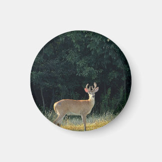 Deer Photo Magnet 