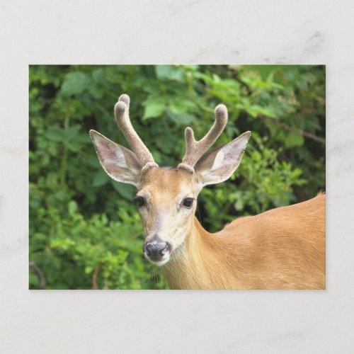 Deer Photo Postcard