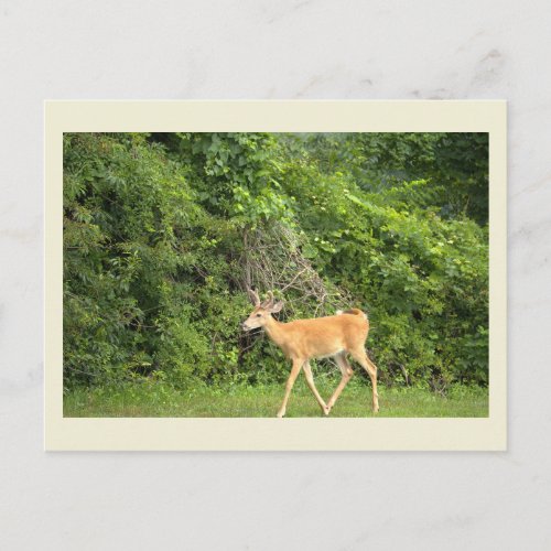Deer Photo Postcard