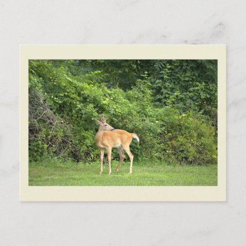 Deer Photo Postcard